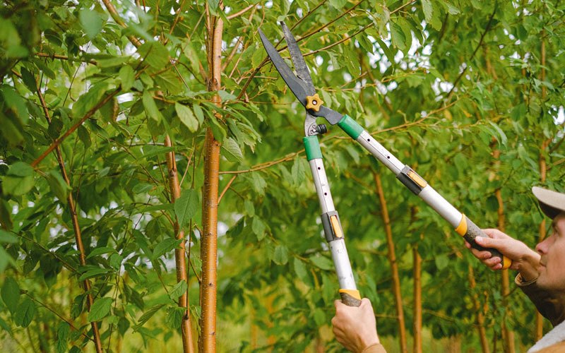Tree trimming in Shellsburg, IA